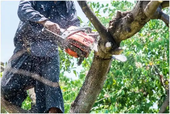 tree services Adamstown